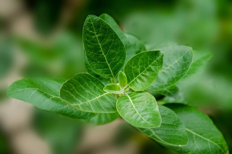 Ashwagandha and PCOS explained by a pharmacist