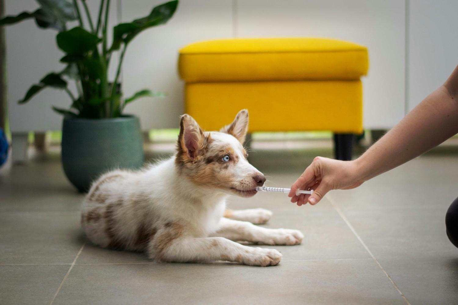 Prenatal vitamin for dogs — pharmacist's honest guide